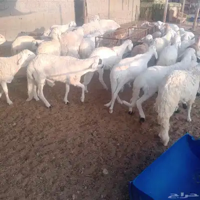 حري. سواكني احمر سواكني ابيض 5