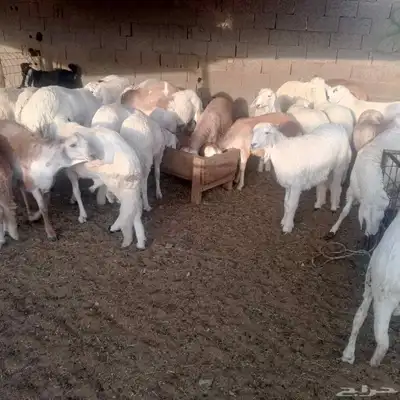 حري. سواكني احمر سواكني ابيض 6