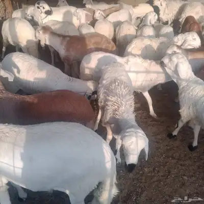 حري. سواكني احمر سواكني ابيض 0
