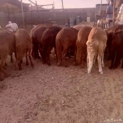 حري. سواكني احمر سواكني ابيض 3