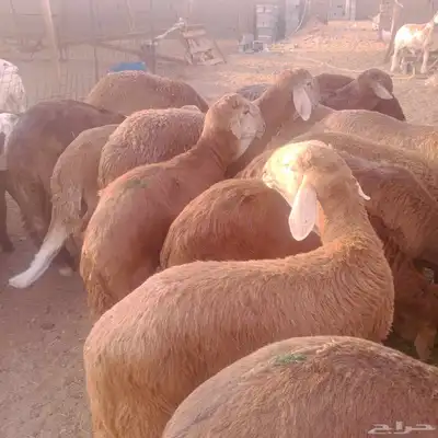 حري. سواكني احمر سواكني ابيض 4