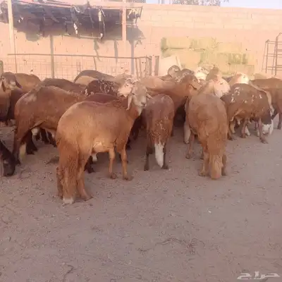 حري. سواكني احمر سواكني ابيض 2
