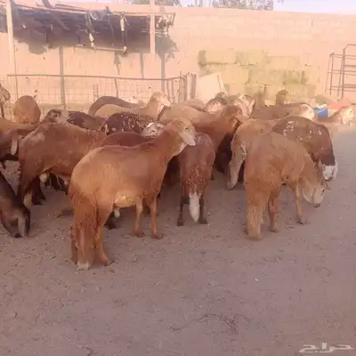 حري. سواكني احمر سواكني ابيض 8