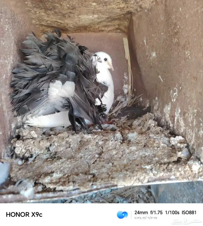 للبيع حمام شماسي وباكستان منتج شرط صحه الموقع طبرحل 2