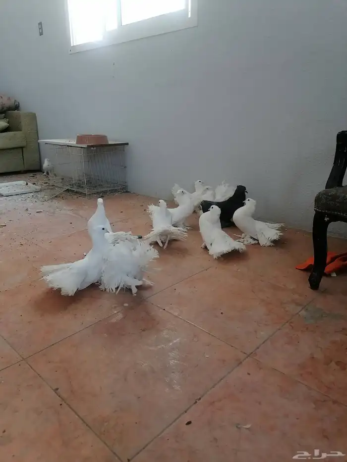 حمام شماسي هندي للبيع 9