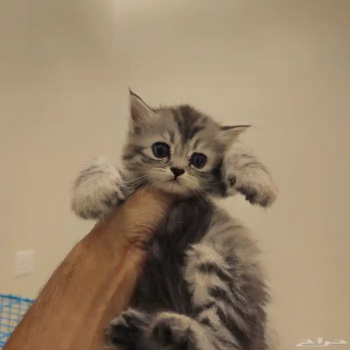 قطط صغيرة kitten للبيع   القط الواحد 150 ريال 0