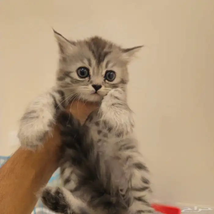 قطط صغيرة kitten للبيع   القط الواحد 150 ريال 1