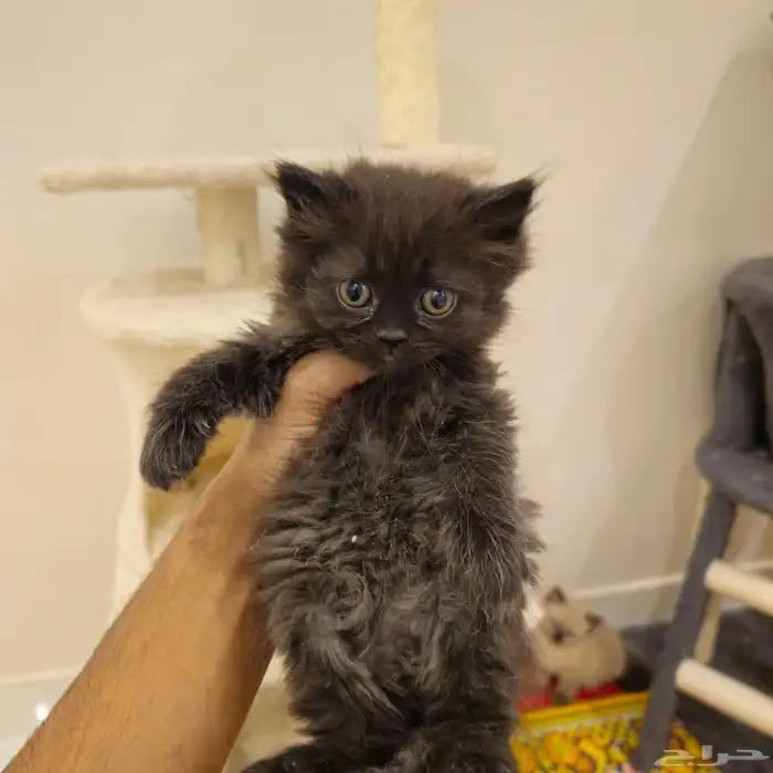 قطط صغيرة kitten للبيع   القط الواحد 150 ريال 4