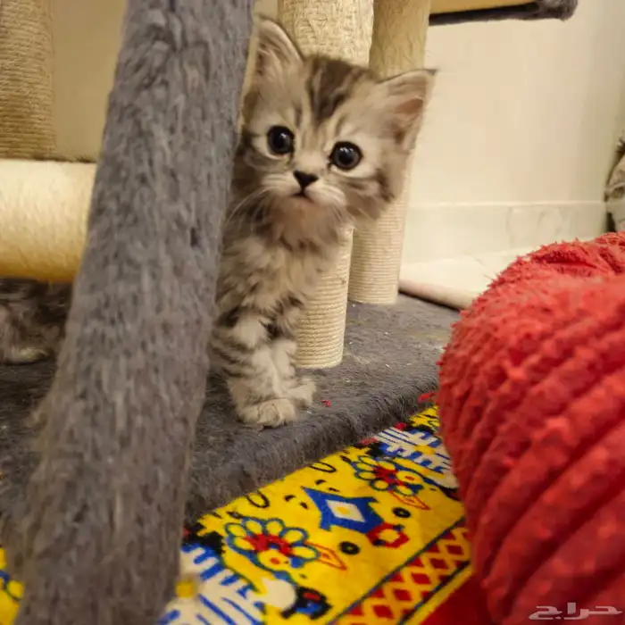 قطط صغيرة kitten للبيع   القط الواحد 150 ريال 6
