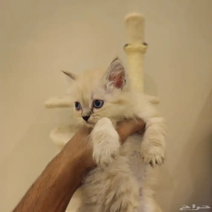 قطط صغيرة kitten للبيع   القط الواحد 150 ريال 3
