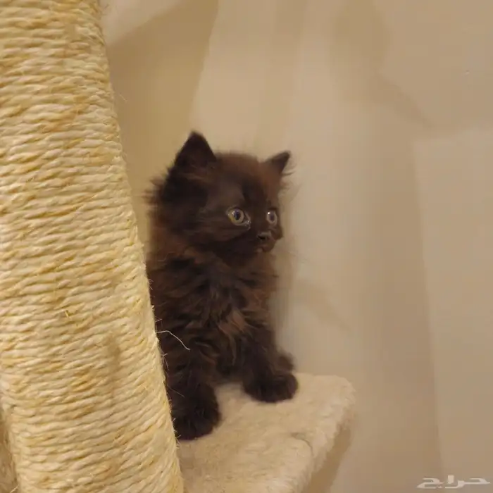 قطط صغيرة kitten للبيع   القط الواحد 150 ريال 5