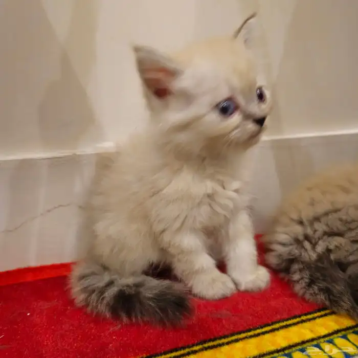 قطط صغيرة kitten للبيع   القط الواحد 150 ريال 7