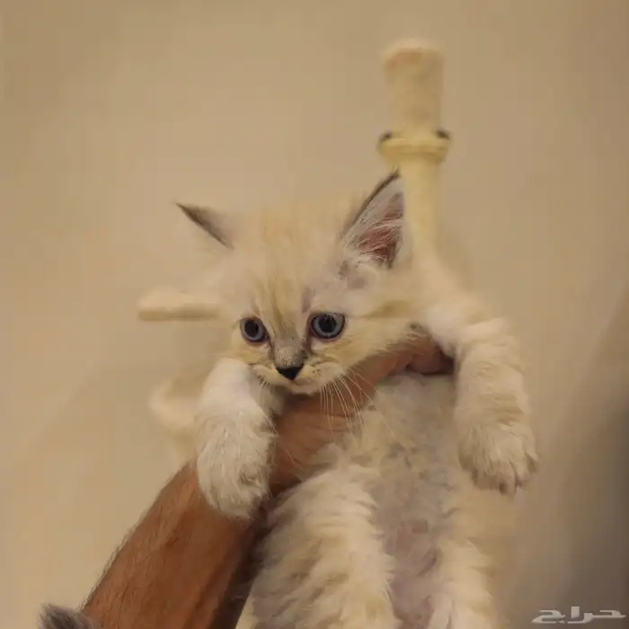 قطط صغيرة kitten للبيع   القط الواحد 150 ريال 2