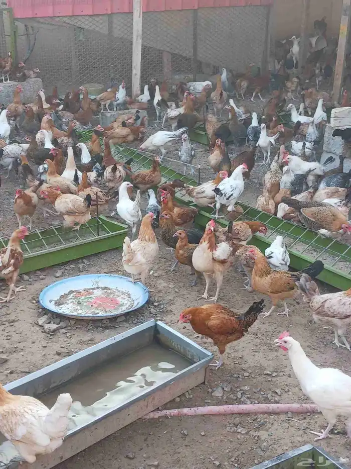 دجاج بياض صحه ماشاءالله تبارك الله محصن 1