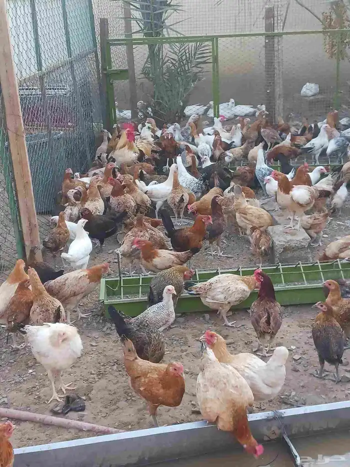 دجاج بياض صحه ماشاءالله تبارك الله محصن 2