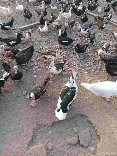 بط بلدي احجام سوبر جامبو للبيع 3