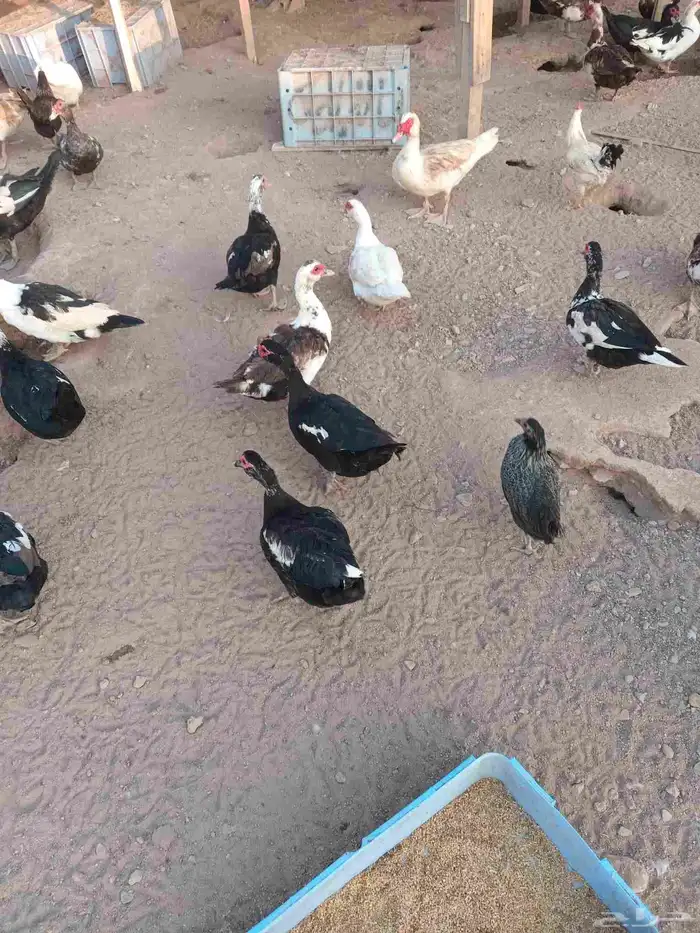 بط بلدي احجام سوبر جامبو للبيع 2
