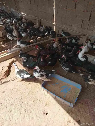 بط بلدي احجام سوبر جامبو للبيع 5