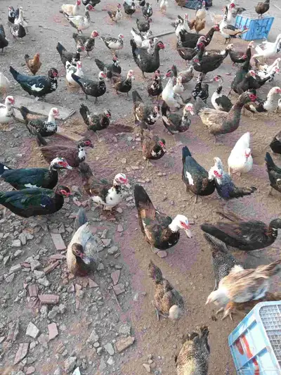 بط بلدي احجام سوبر جامبو للبيع 1