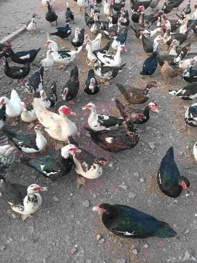 بط بلدي احجام سوبر جامبو للبيع 4
