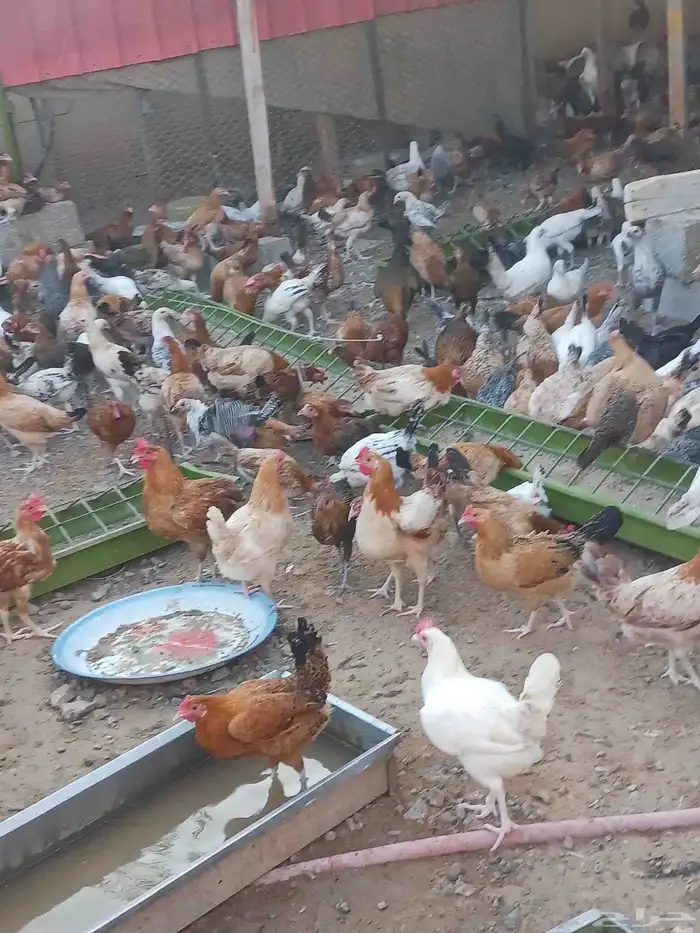 دجاج بياض صحه ماشاءالله تبارك الله محصن 0