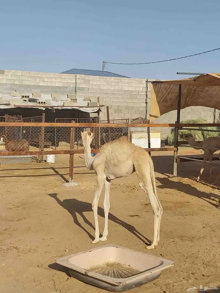 ناقه خلفه حره 2