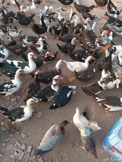 بط بلدي احجام سوبر جامبو للبيع 0