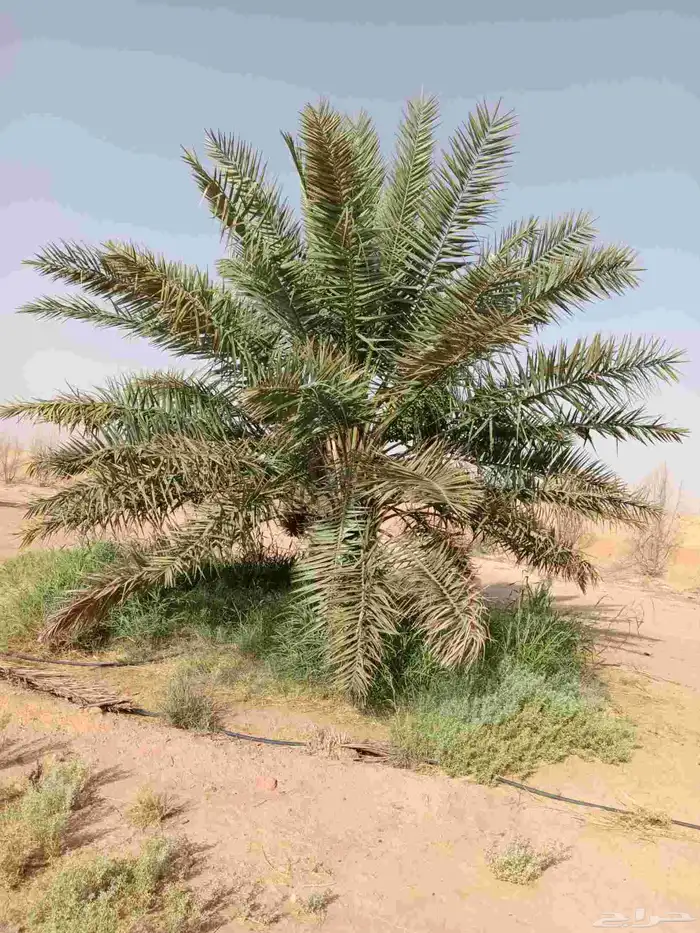 نخل عربي وواشنطني 0