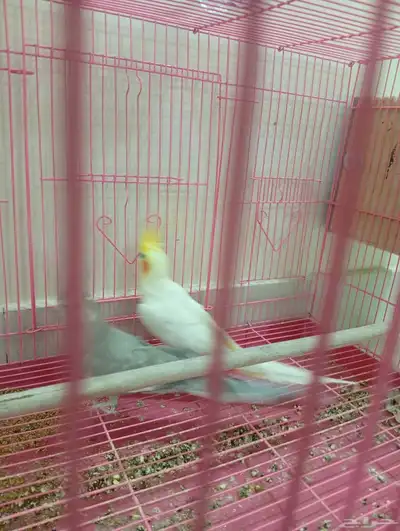 طائر كوكاتيل 1