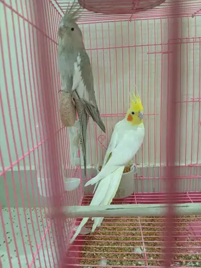 طائر كوكاتيل 6