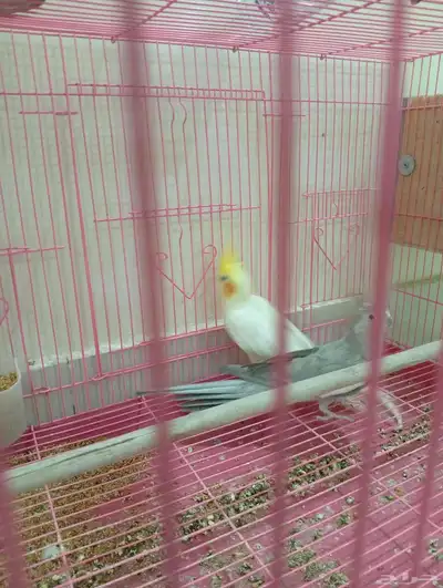 طائر كوكاتيل 4