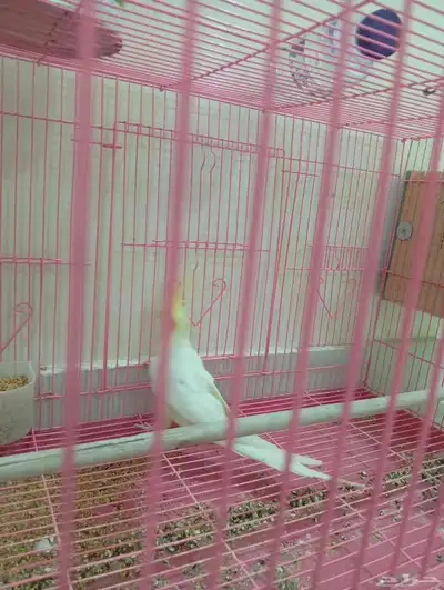 طائر كوكاتيل 7