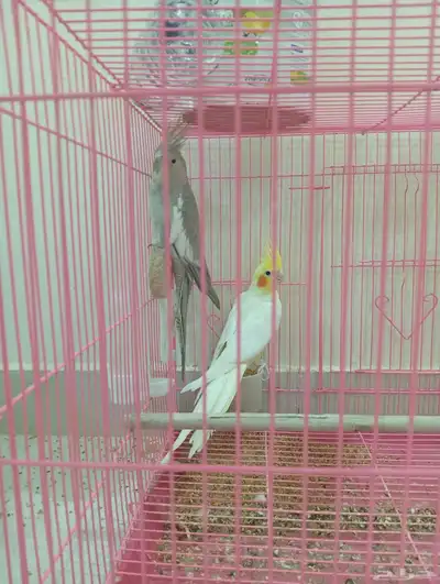 طائر كوكاتيل 9