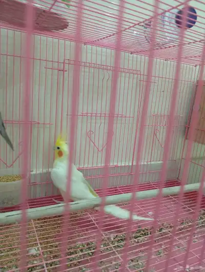 طائر كوكاتيل 3
