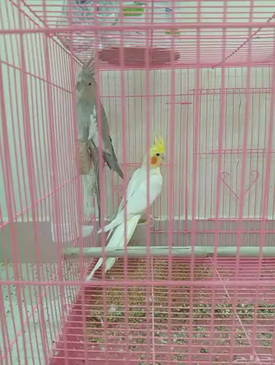 طائر كوكاتيل 8