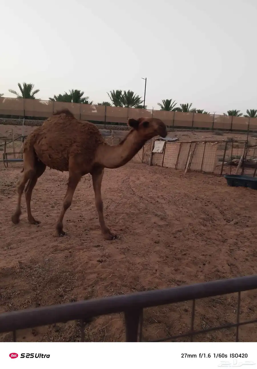 القعود الكفو 0