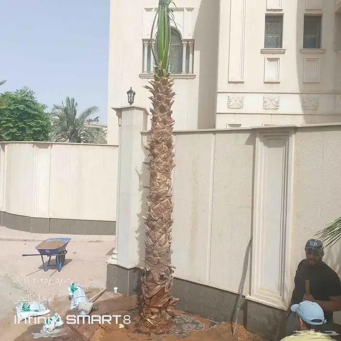يوجد لدينا جميع انواع النخيل العربي وشنطني ج 3 050807466 5