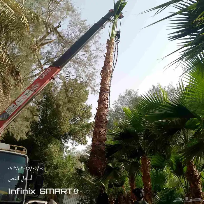 يوجد لدينا جميع انواع النخيل العربي وشنطني ج 3 050807466 6
