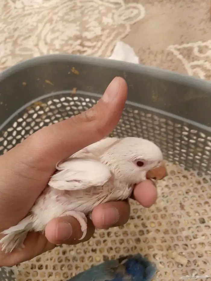 تم البيع 4