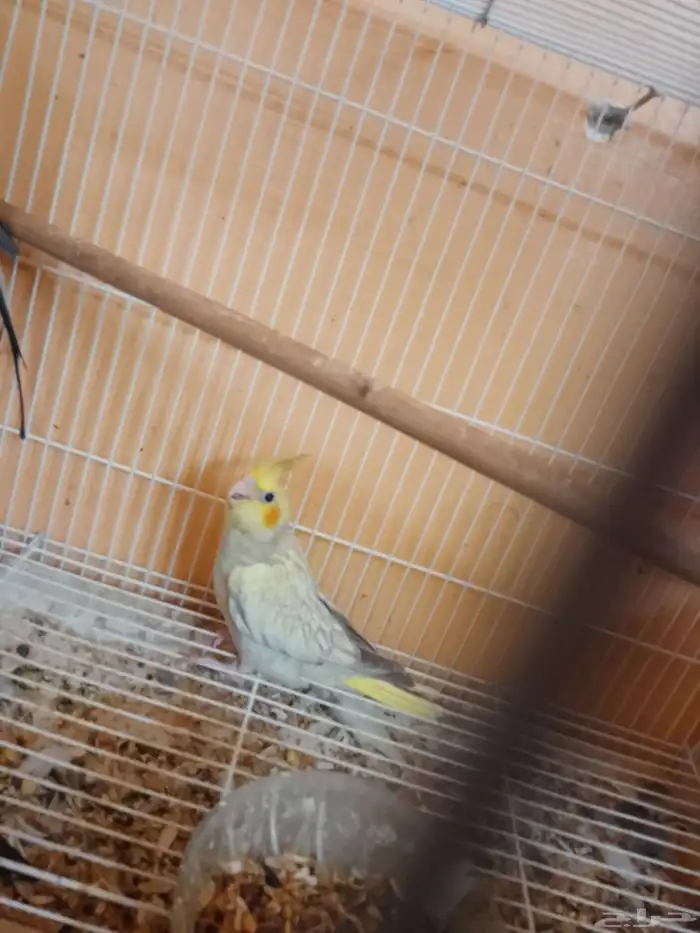 فرخ كروان نهاية.غر 0