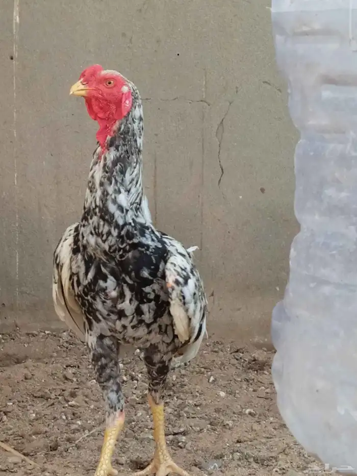 ديك معى دجاج 9