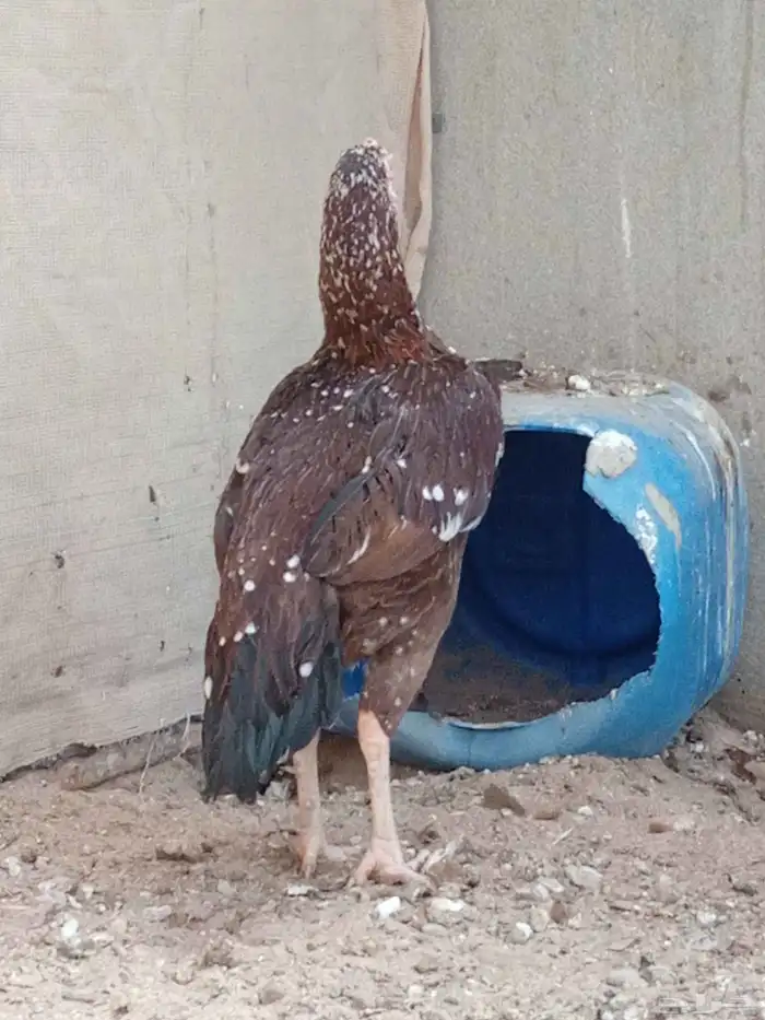 ديك معى دجاج 6