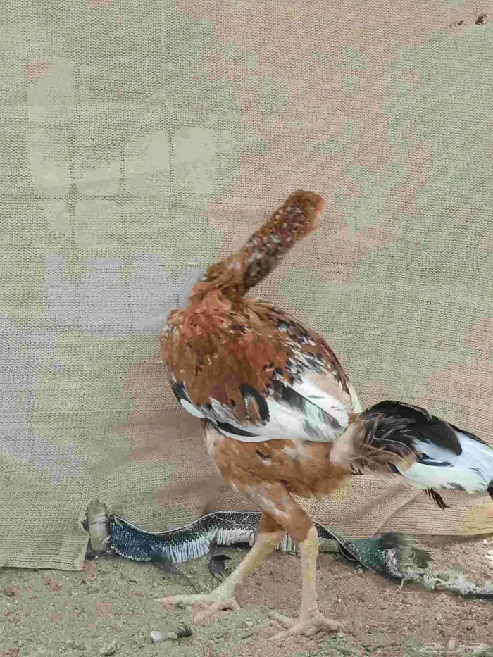 ديك معى دجاج 4