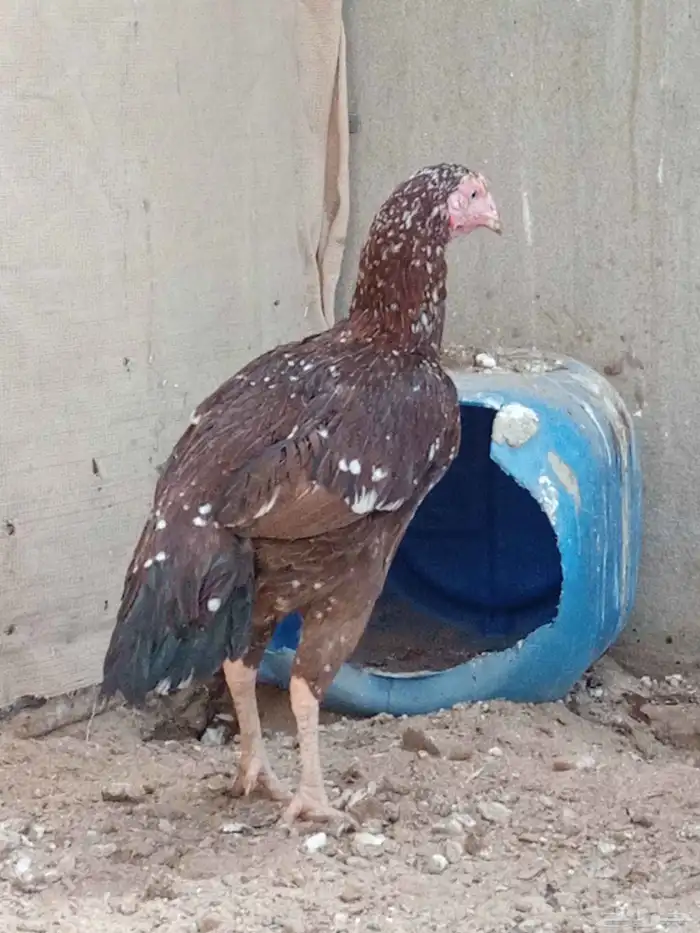 ديك معى دجاج 5