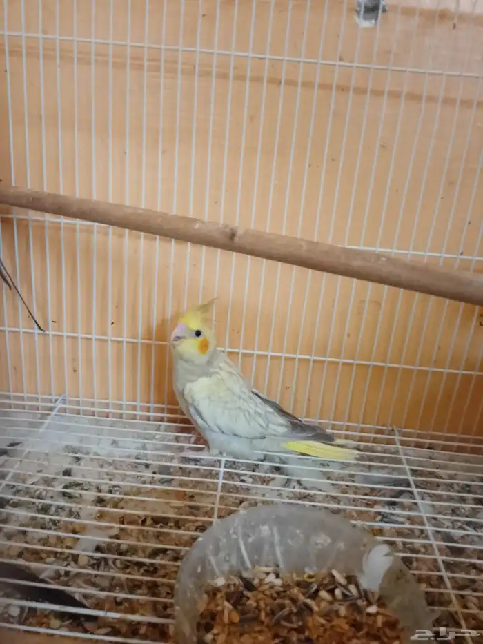 فرخ كروان نهاية.غر 1