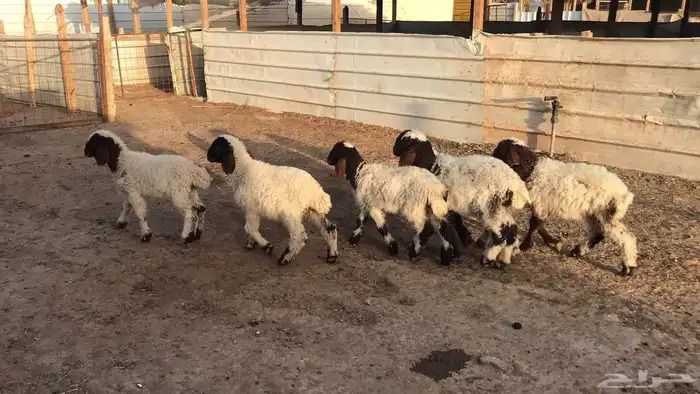 دواغير نعيم العدد 6 8