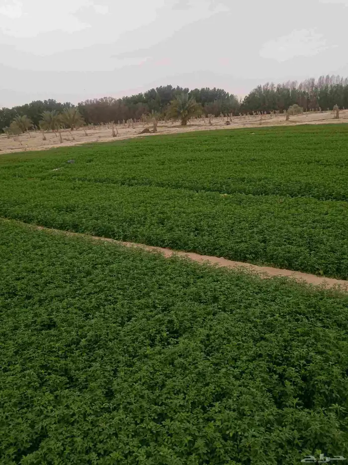 استصلاح وتأسيس مزارع واشراف على المزارع 5