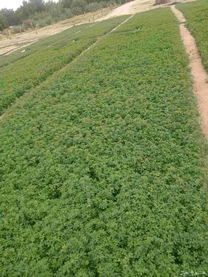 استصلاح وتأسيس مزارع واشراف على المزارع 7