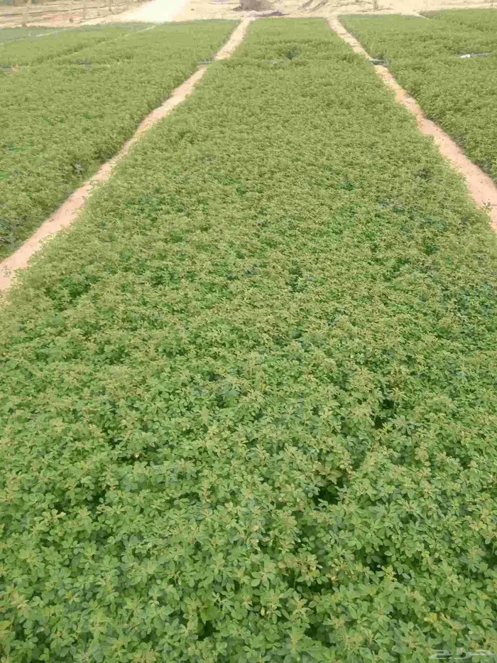 استصلاح وتأسيس مزارع واشراف على المزارع 8