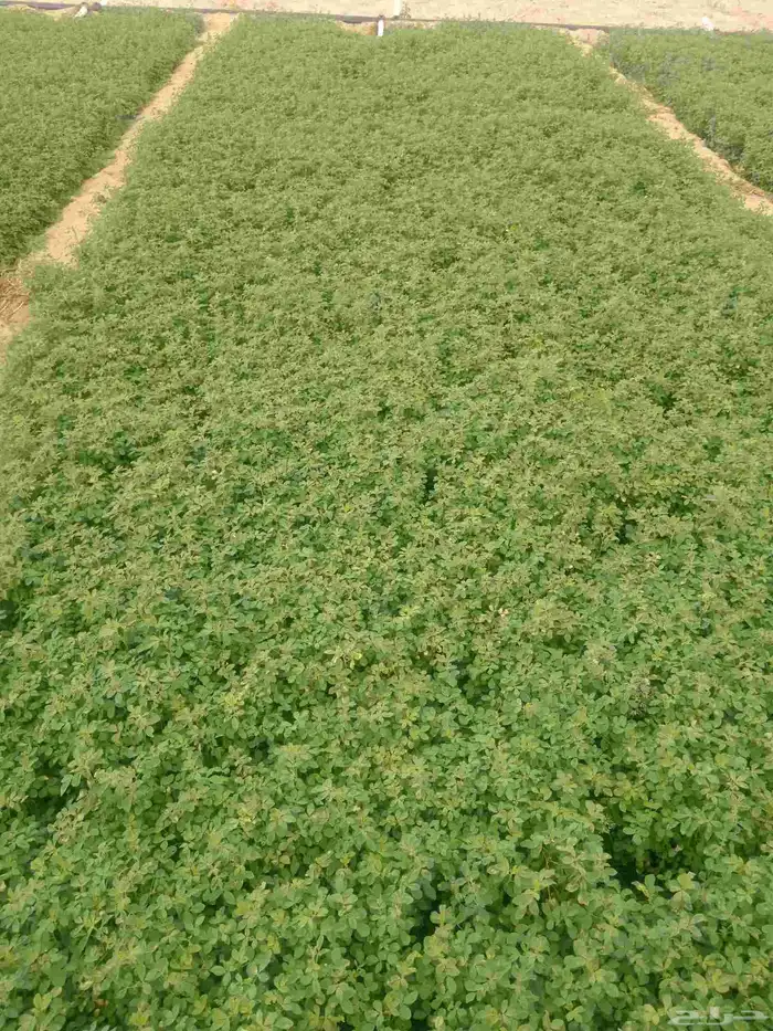 استصلاح وتأسيس مزارع واشراف على المزارع 6